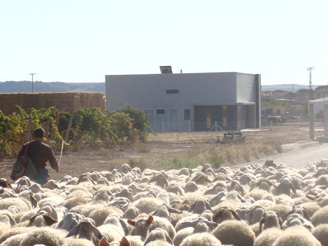 El rebaño de ovejas camino de la quesería familiar
